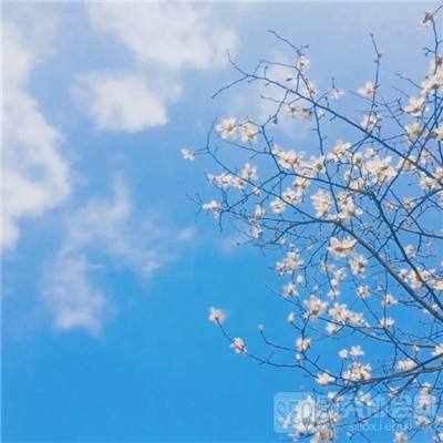 蜘蛛娃娃免费下载